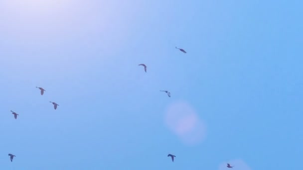 鸽子和他们美丽的飞行 — 图库视频影像