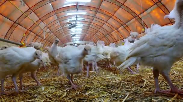 Ferme de dindons Oiseaux — Video