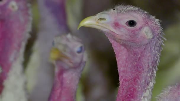 Farm of Turkeys Birds — Stock Video