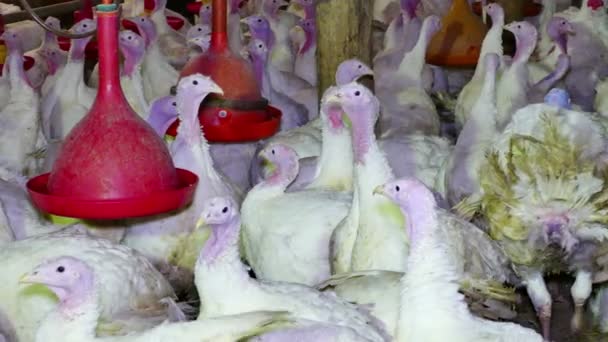 Boerderij van kalkoenen vogels — Stockvideo