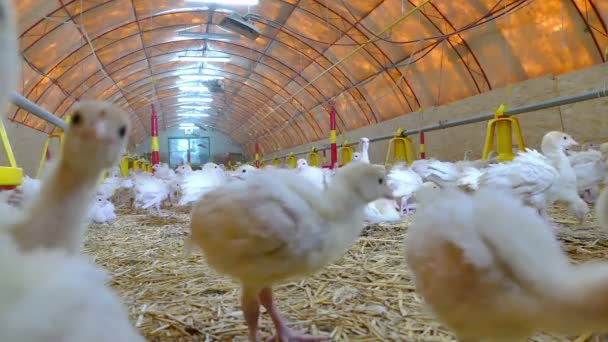 Farm of Turkeys Birds — Stock Video