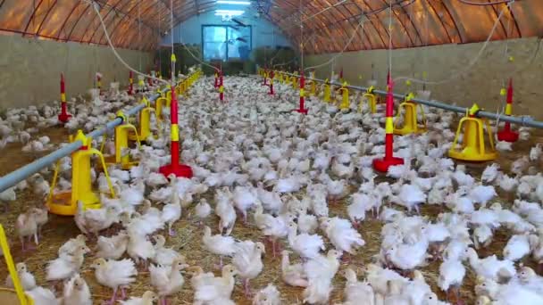Farma krůt ptáků — Stock video