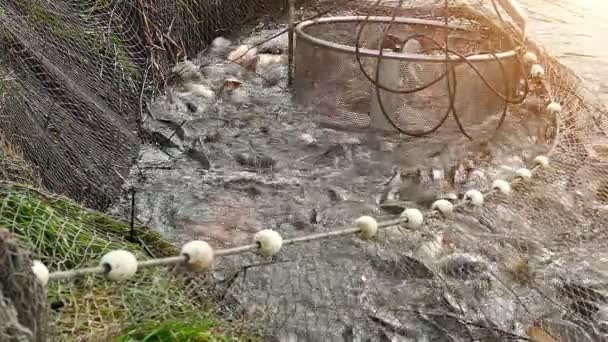 Recogida de peces en piscifactoría — Vídeo de stock