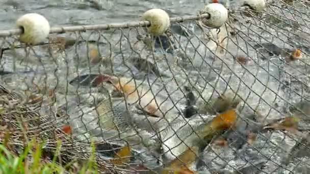 Récolte du poisson dans la pisciculture 