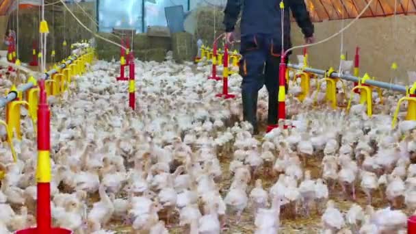 Boerderij van kalkoenen vogels — Stockvideo