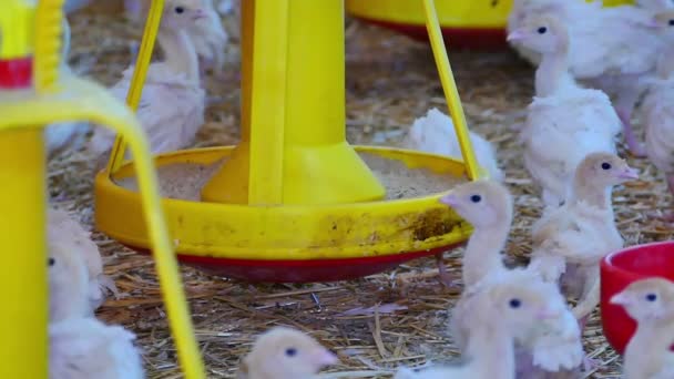 Granja de pavos Aves — Vídeos de Stock