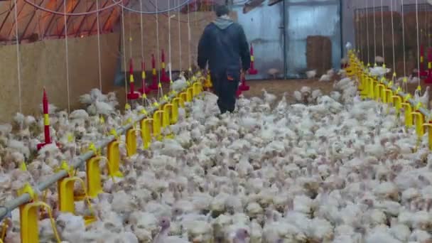 Big Farm of Turkeys Birds — Stock Video