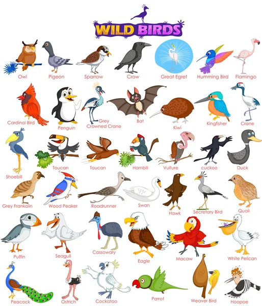 Gran variedad de aves silvestres — Vector de stock