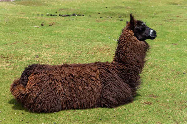 Una Llama Camélido Originario América Del Sur Suroeste Del Altiplano — Foto de Stock