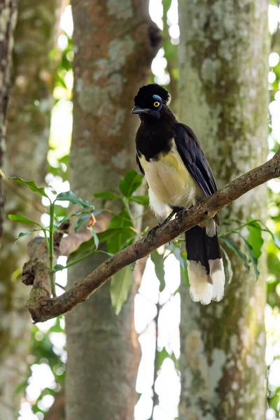 Plush-crested Jay bird in the forest of Iguazu Falls National Park