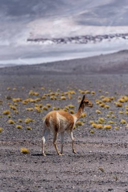 Şili 'nin Atakama Çölü' ndeki kurak taşlı arazide otlayan tüylü evcil lama.