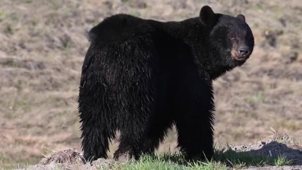 Чёрный Медведь Канадской Пустыне — стоковое видео