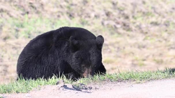 Чёрный Медведь Канадской Пустыне — стоковое видео