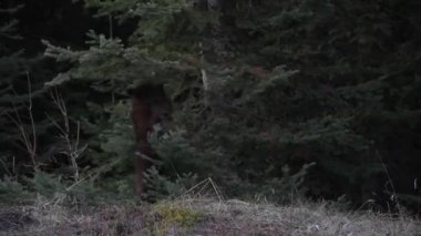 Kanada 'nın vahşi doğasında kara ayı