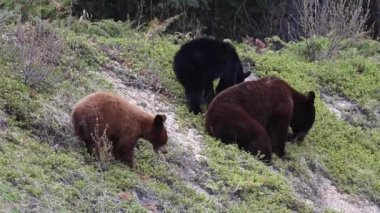 Kanada 'nın vahşi doğasında kara ayı