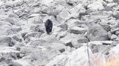 Kanada 'nın vahşi doğasında kara ayı