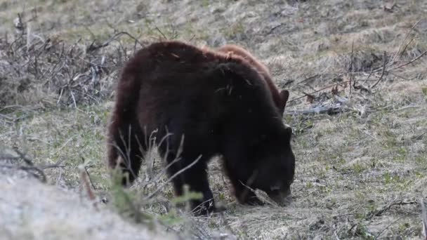 Schwarzbär Der Kanadischen Wildnis — Stockvideo