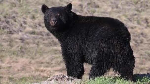 カナダの荒野の黒いクマ — ストック動画