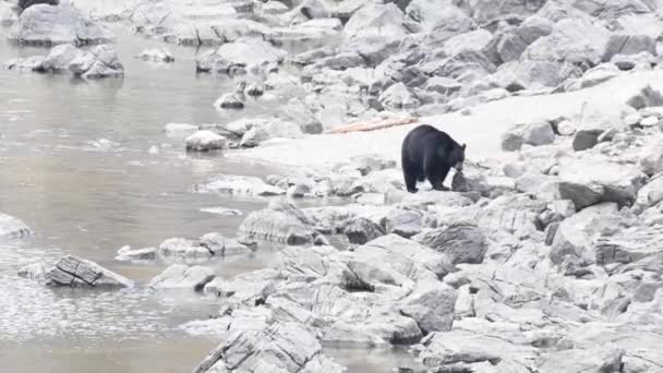 Oso Negro Desierto Canadiense — Vídeos de Stock