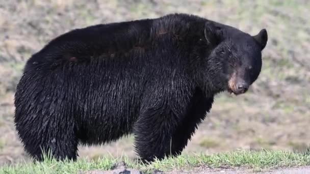 Oso Negro Las Montañas Rocosas Canadienses — Vídeo de stock