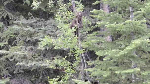 Fekete medve a Kanadai Sziklás-hegységben