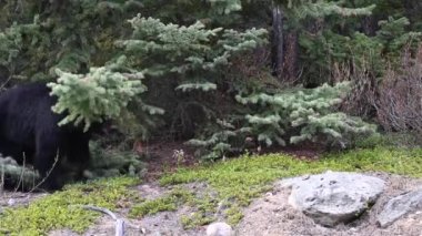 Kanada Kayalıklarında Kara Ayı