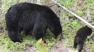 Kanada Kayalıklarında Kara Ayı