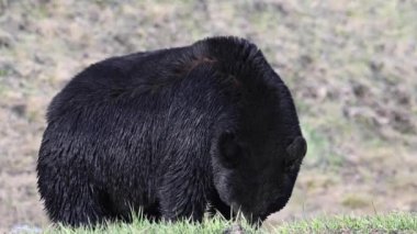 Kanada Kayalıklarında Kara Ayı