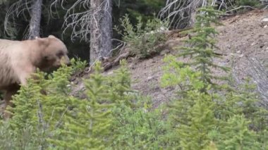Kanada Kayalıklarında Kara Ayı