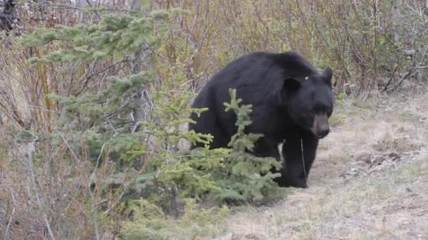 Oso Negro Las Montañas Rocosas Canadienses — Vídeo de stock