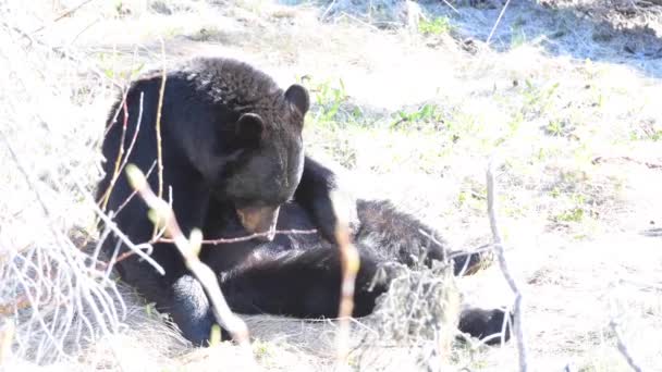 Urso Negro Nas Montanhas Rochosas Canadenses — Vídeo de Stock
