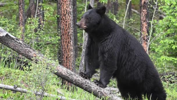 カナダのロッキー山脈の黒いクマ — ストック動画