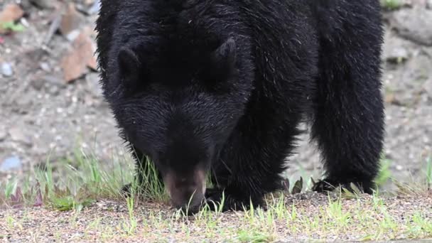 Чёрный Медведь Скалистых Горах Канады — стоковое видео