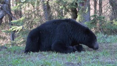 Kanada Kayalıklarında Kara Ayı