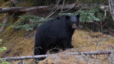 Kanada Kayalıklarında Kara Ayı