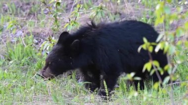 Kanada Kayalıklarında Kara Ayı