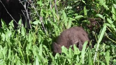Kanada Kayalıklarında Kara Ayı