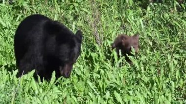 Kanada Kayalıklarında Kara Ayı