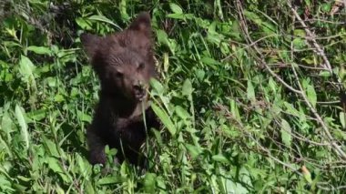 Kanada Kayalıklarında Kara Ayı