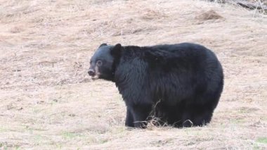Kanada Kayalıklarında Kara Ayı