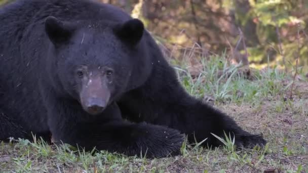 Schwarzbär Den Kanadischen Rocky Mountains — Stockvideo