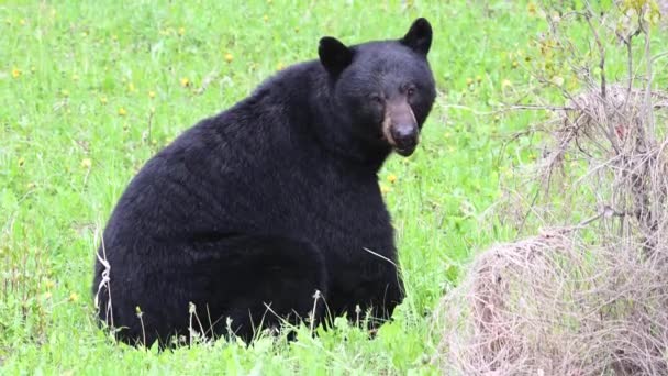 Schwarzbär Den Kanadischen Rocky Mountains — Stockvideo