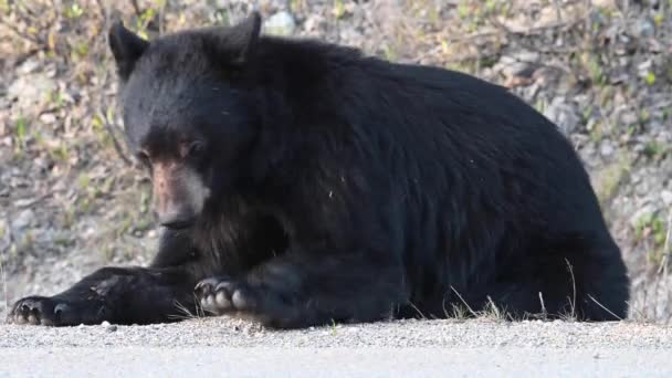 Schwarzbär Den Kanadischen Rocky Mountains — Stockvideo