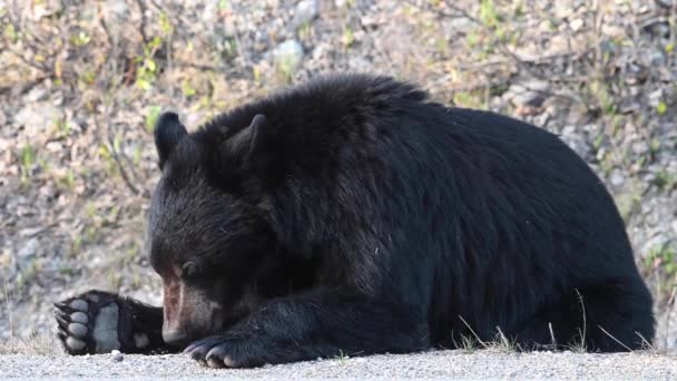 Schwarzbär Den Kanadischen Rocky Mountains — Stockvideo