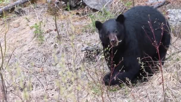 Oso Negro Las Montañas Rocosas Canadienses — Vídeo de stock