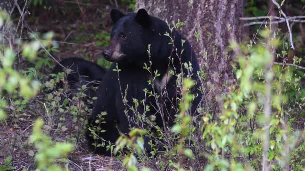 Schwarzbär Den Kanadischen Rocky Mountains — Stockvideo