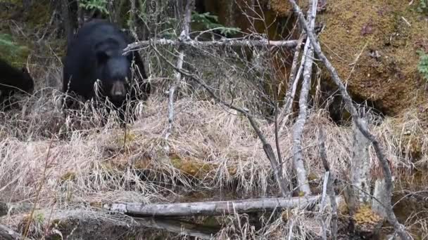 Ours Noir Dans Les Rocheuses Canadiennes — Video