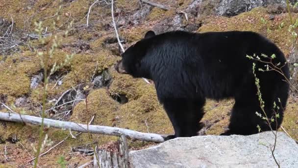 Чёрный Медведь Скалистых Горах Канады — стоковое видео
