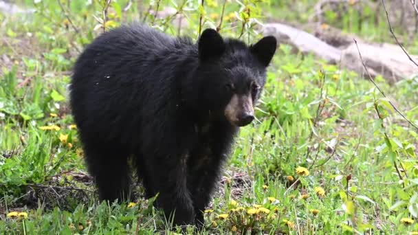 カナダのロッキー山脈の黒いクマ — ストック動画