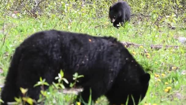 Чорний Ведмідь Скелястих Горах Канади — стокове відео